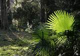  Fan palm in garden near Clairac.